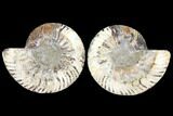 Agatized Ammonite Fossil - Beautiful Preservation #127251-1